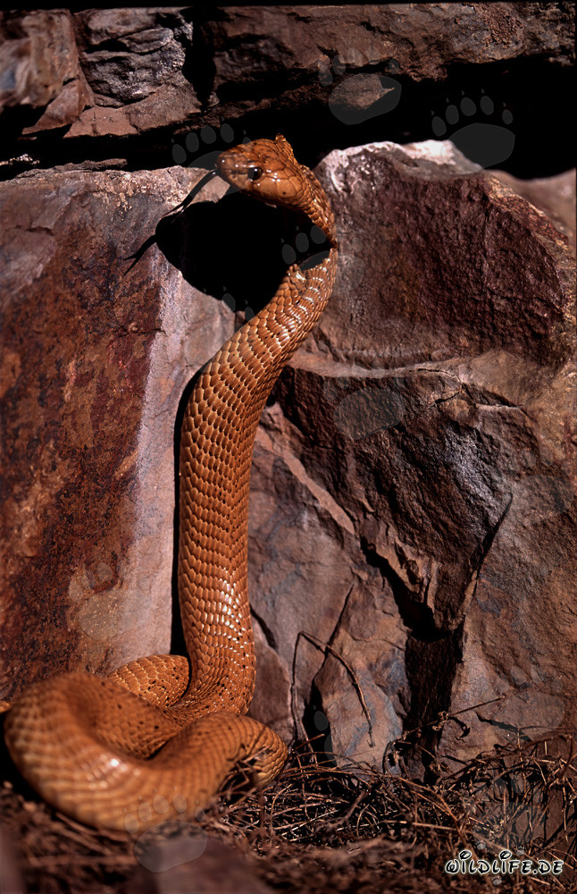 Impresionante Cobra del Cabo posando frente a una colorida pared de roca