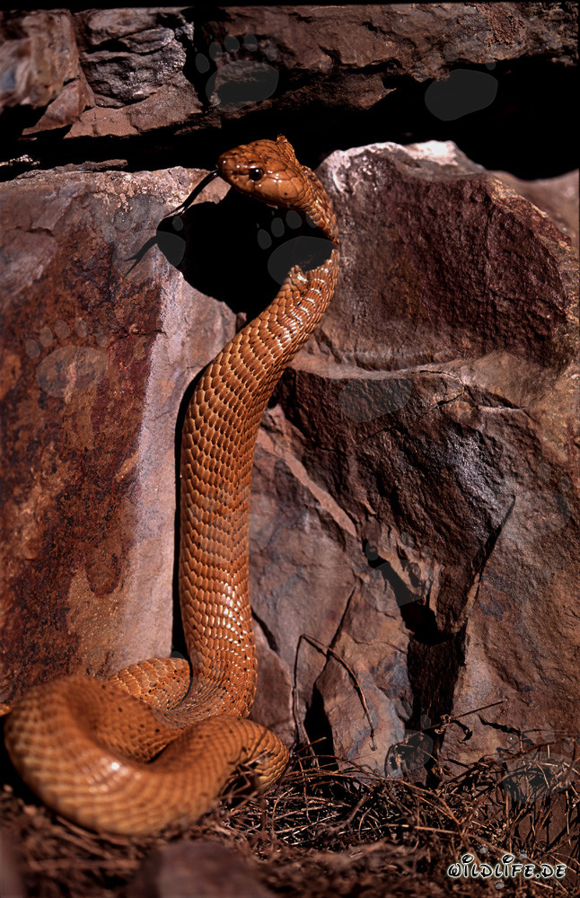 Imponente Cobra del Capo in posa davanti a un colorato muro di roccia