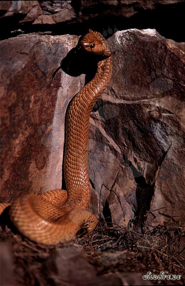 Fascinating Cape Cobra in its natural habitat