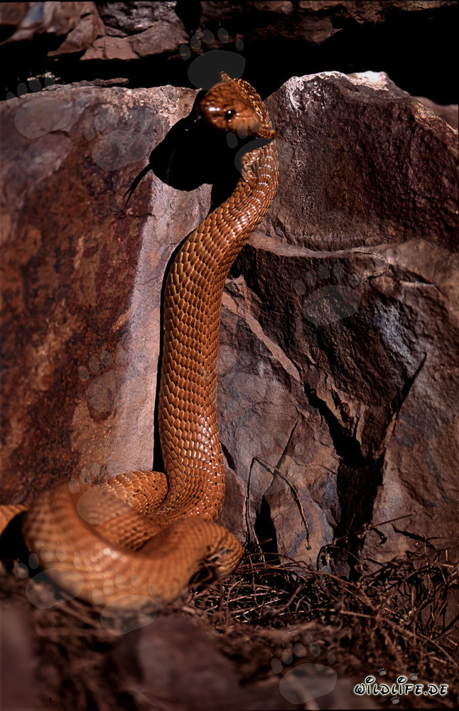 Cobras du Cap fascinantes dans leur habitat naturel