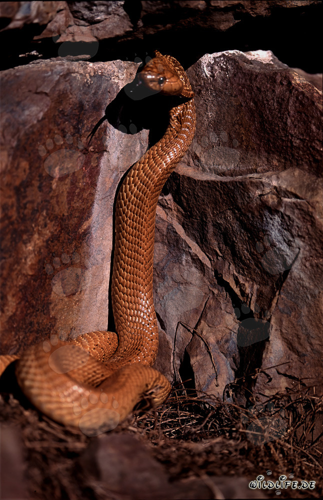 Affascinante Cobra del Capo nel suo habitat naturale