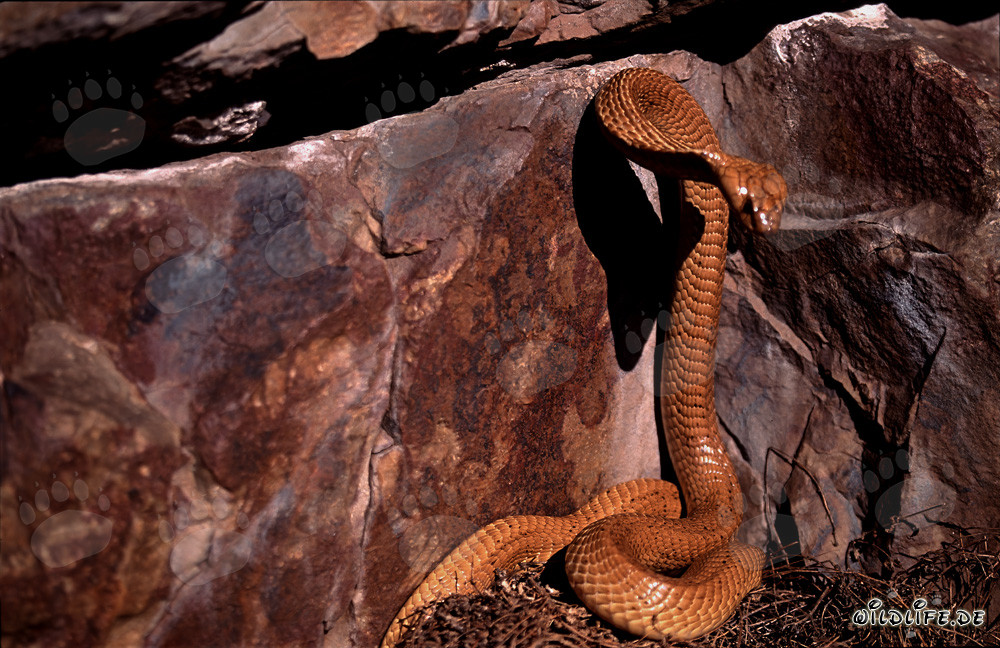 Impressive Cape Cobra against colorful rock formation