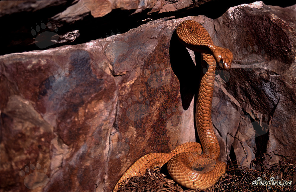 Impresionante cobra del Cabo frente a una colorida pared de rocas