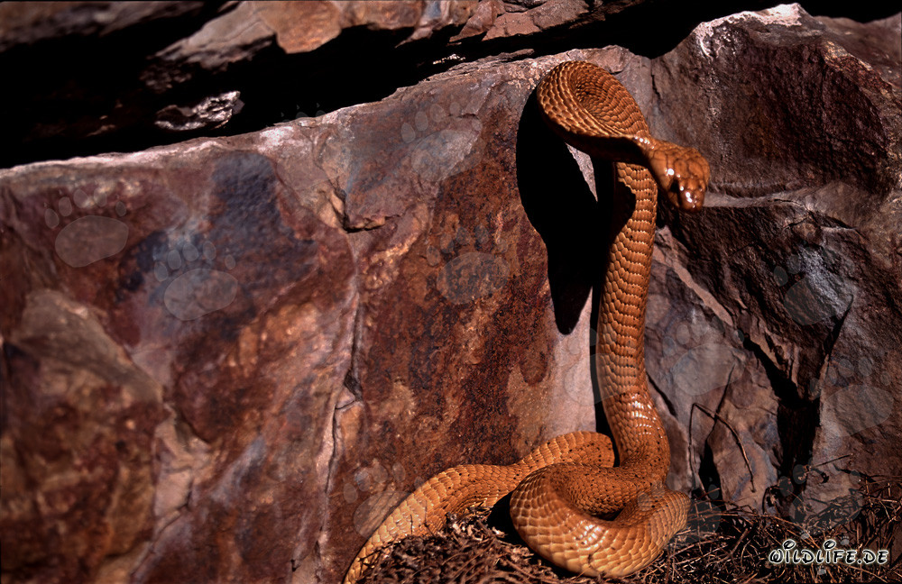 Impressionnante cobra du Cap devant un mur de rochers coloré