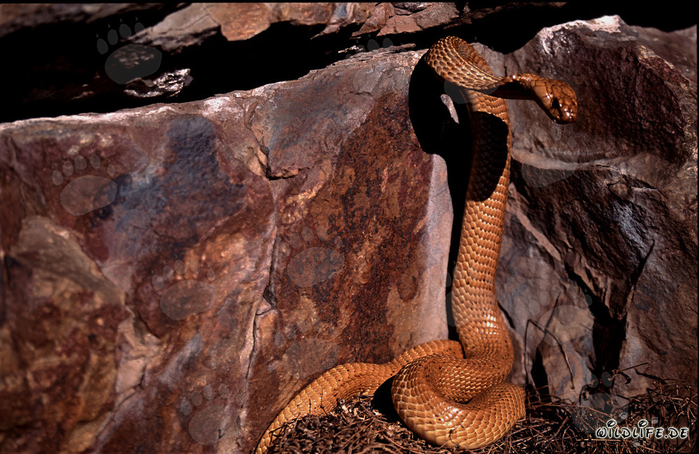 Cobra del Capo davanti a una fessura scura