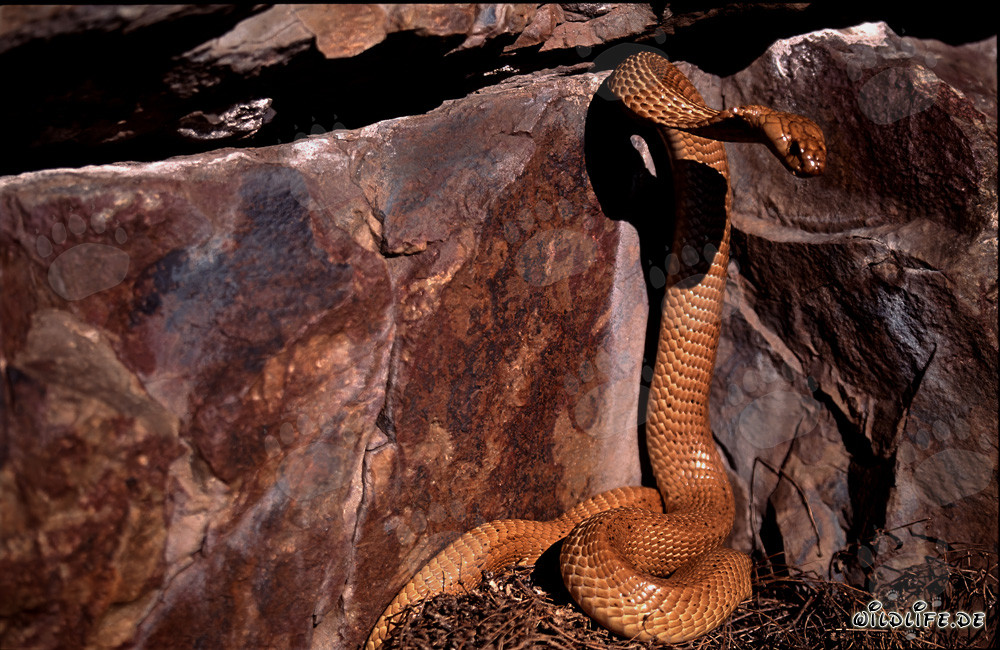 Cobras du Cap devant une crevasse sombre