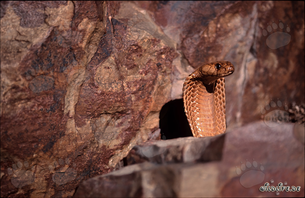 La Cobra del Cabo Dorada acecha detrás de una roca