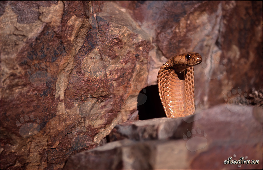 La Cape Cobra dorée se cache derrière un rocher