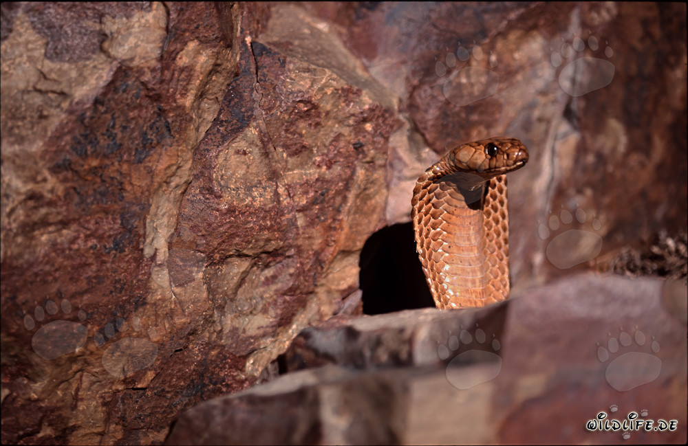 Golden Cape Cobra peeks out from behind a boulder
