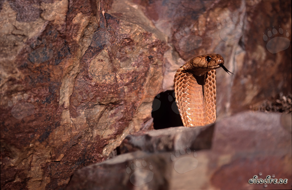 Una majestuosa cobra del Cabo se muestra en las montañas de Gansbaai