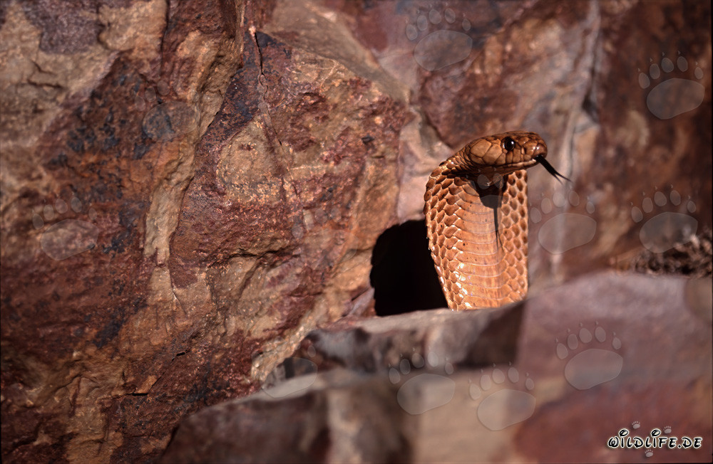 Une majestueuse cape cobra se montre dans les montagnes de Gansbaai