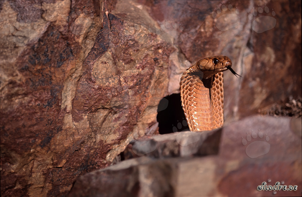 Una maestosa cobra del Capo si mostra nelle montagne di Gansbaai