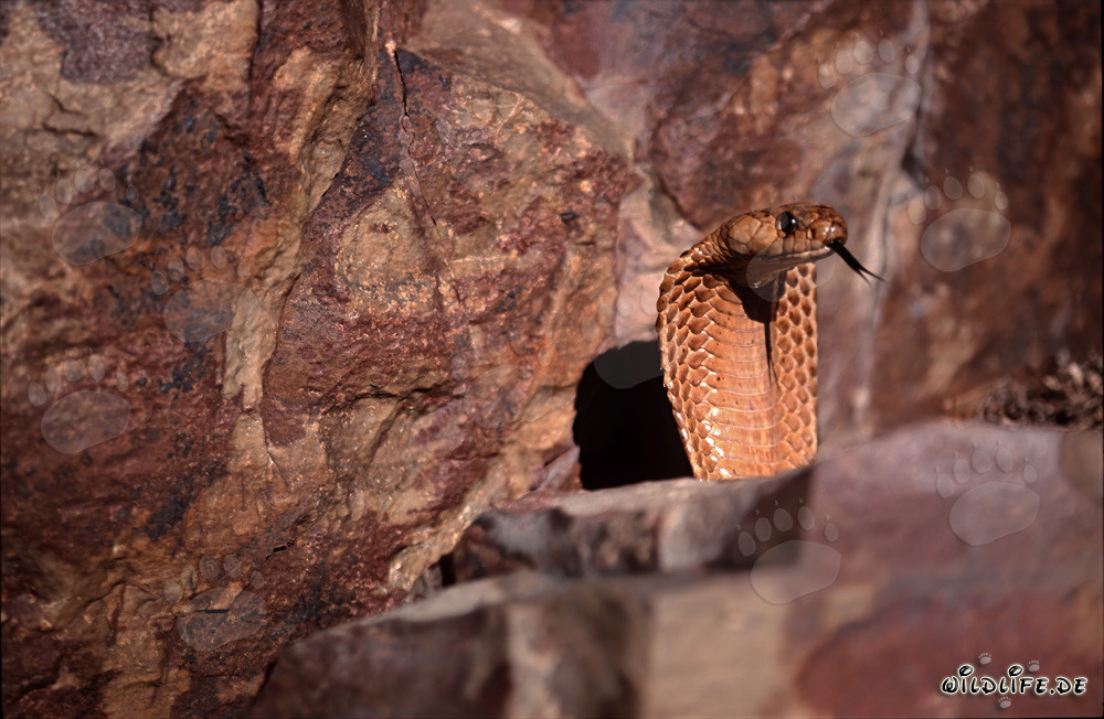 Eine majestätische Kapkobra zeigt sich in den Gansbaai Mountains