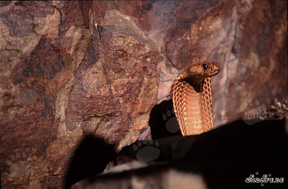 Impressive Cape Cobra rises in front of a rock wall