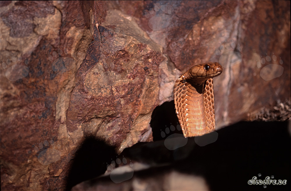 Imponente cobra del Capo si erge davanti a una parete rocciosa