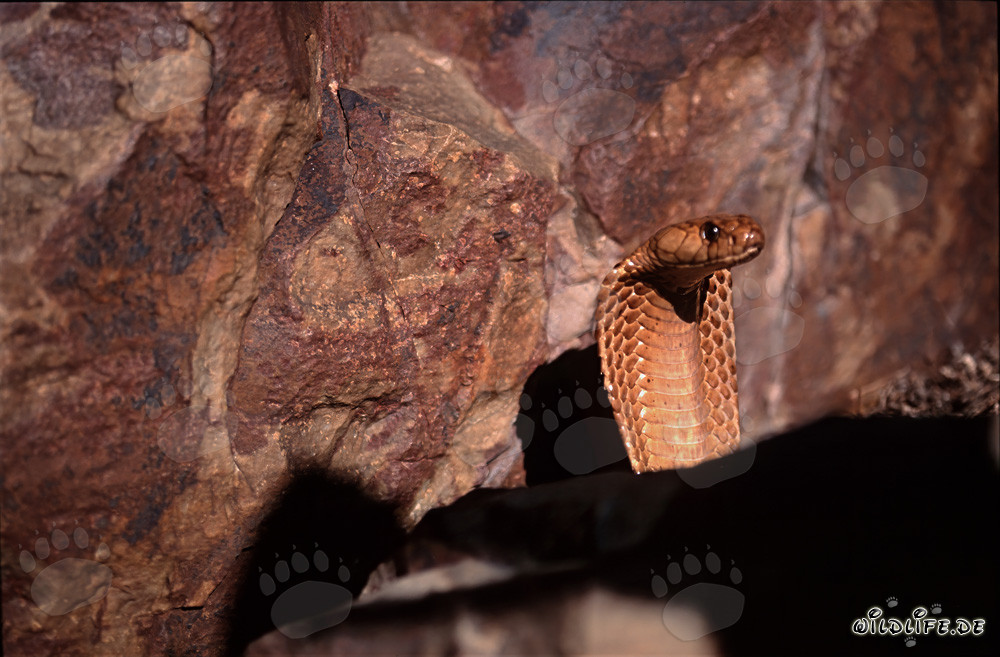 Impressionnante cobra du Cap se dresse devant une paroi rocheuse