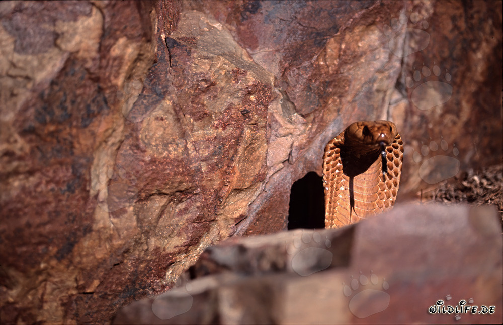 Affascinante Cobra del Capo nel suo ambiente naturale
