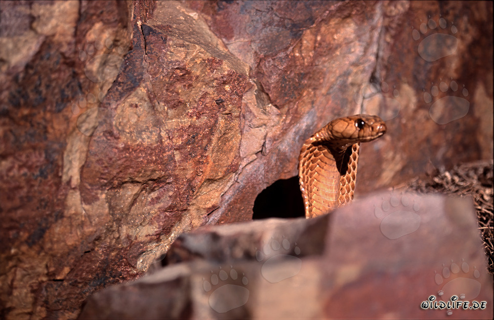 Fascinating Cape Cobra peeking out from behind a boulder