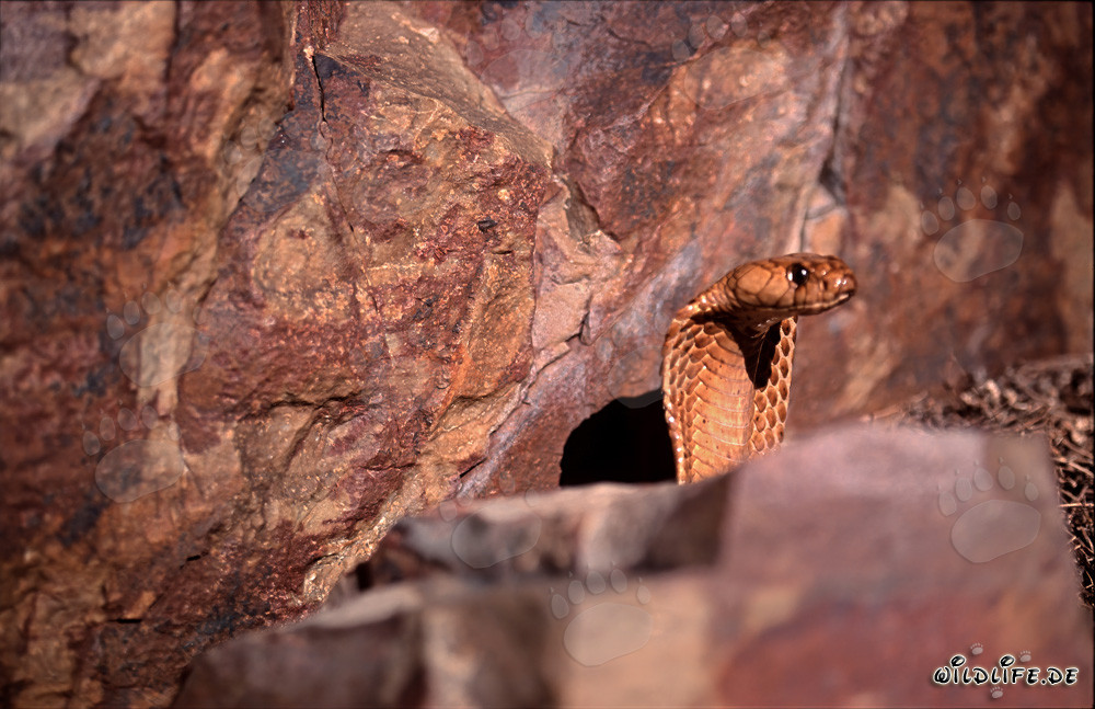Fascinante cobra del Cabo asomándose detrás de una roca