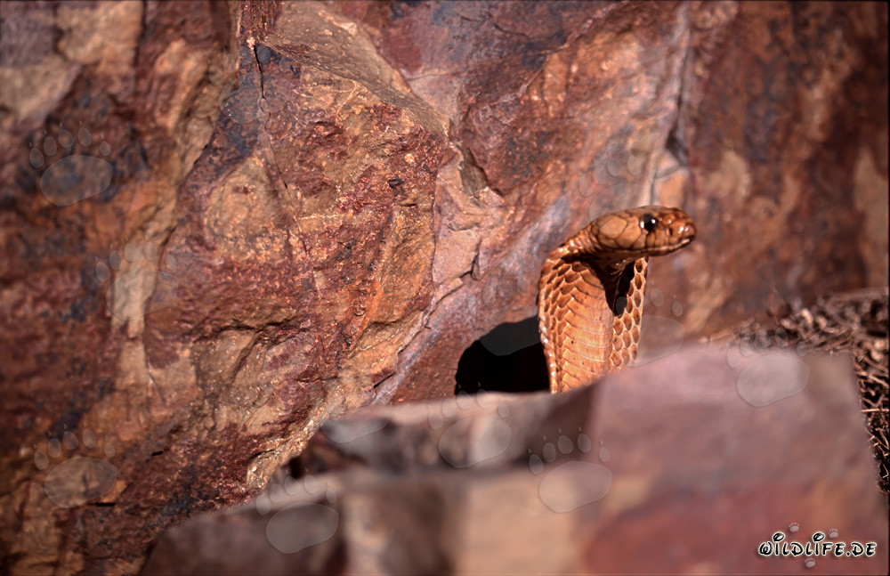 Affascinante cobra del Capo che sbuca da dietro uno scoglio