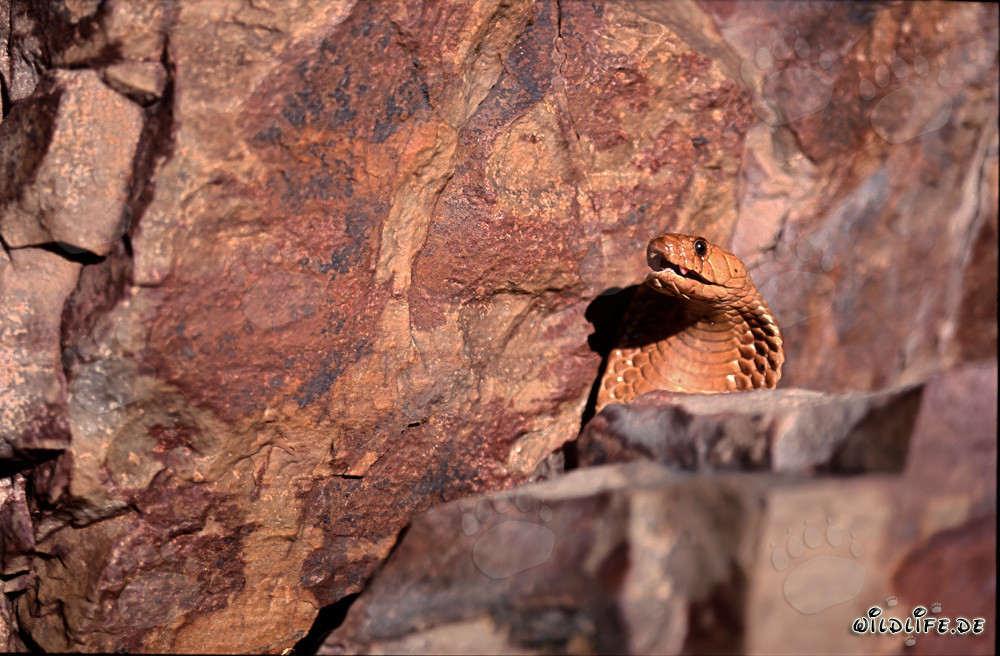 The impressive Cape Cobra displaying its threatening behavior behind a boulder