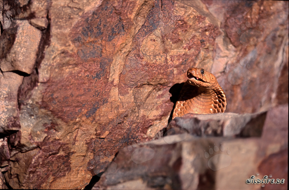 La majestueuse cobra du Cap montre son comportement menaçant derrière un bloc de rochers