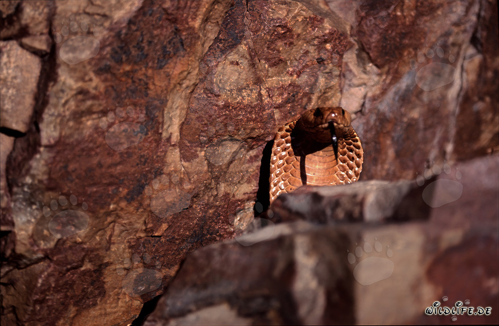 Fascinating Cape Cobra behind an impressive boulder