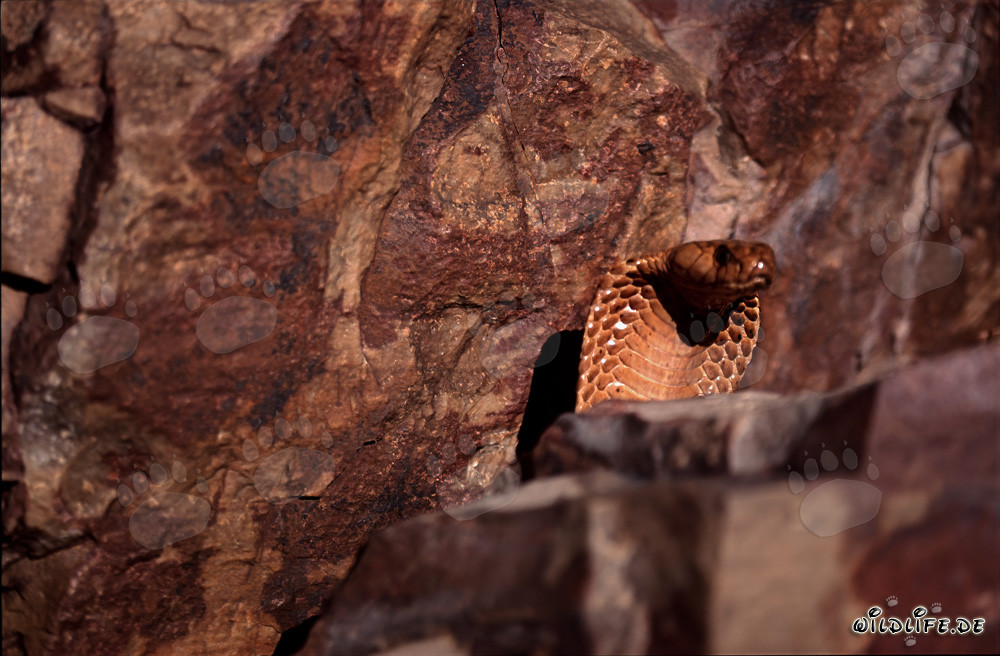 Cape Cobra (Naja nivea)