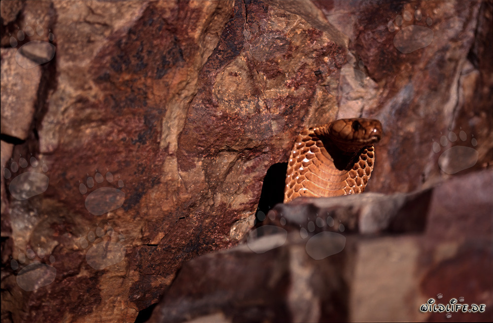 Cape Cobra (Naja nivea)