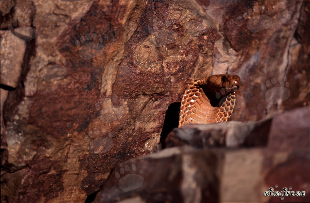 Cobra del Cabo (Naja nivea)