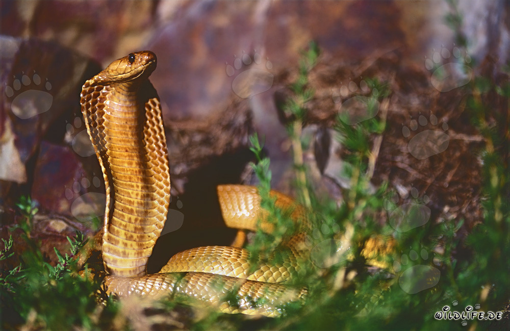 Cobra del Cabo Dorada en zona rocosa - Naja nivea