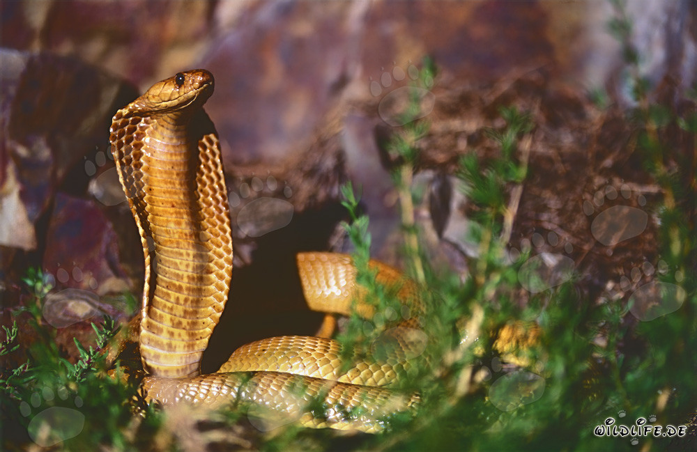 Cobra del Capo dorata in zona rocciosa - Naja nivea