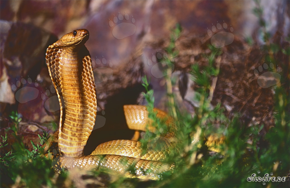 Cobra du Cap dorée dans une zone rocheuse - Naja nivea