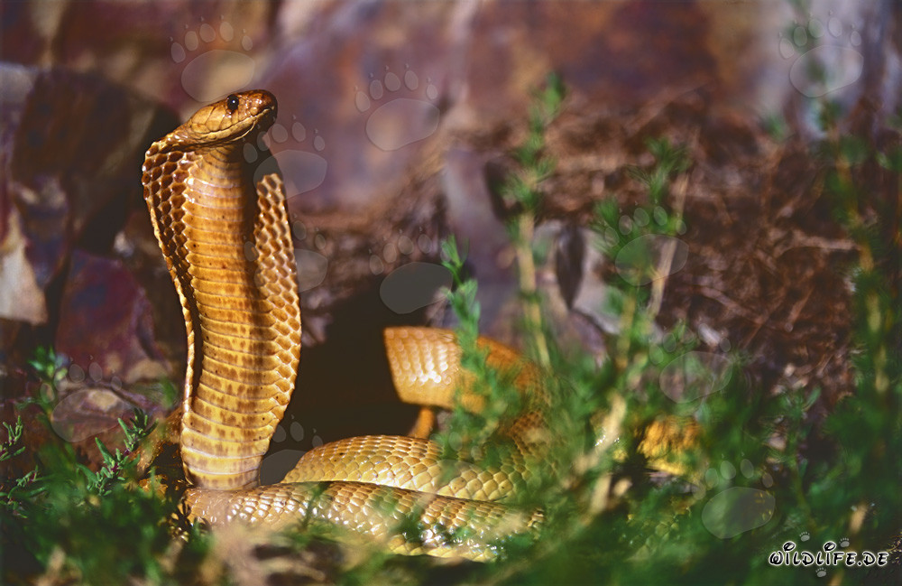 Golden Cape Cobra in rocky terrain - Naja nivea
