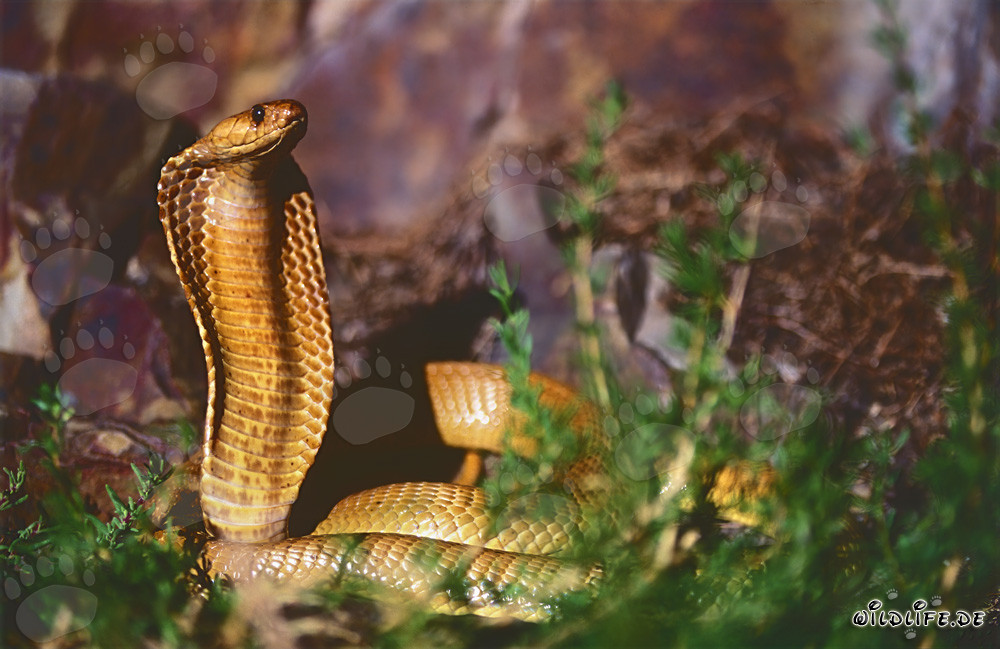 Goldene Kapkobra in felsigem Gebiet - Naja nivea