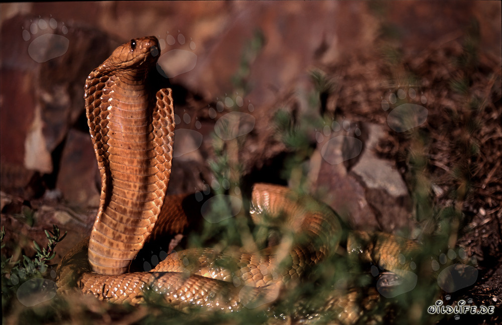 Fascinatingly beautiful Cape Cobra in sunny Overberg Fynbos