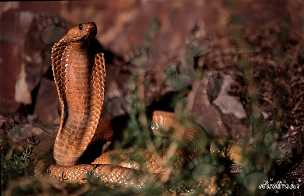 Cobra del Cabo fascinante en el soleado Fynbos de Overberg