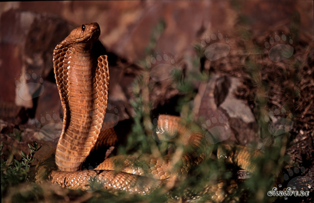 Cobra del Capo affascinante nel soleggiato Fynbos di Overberg