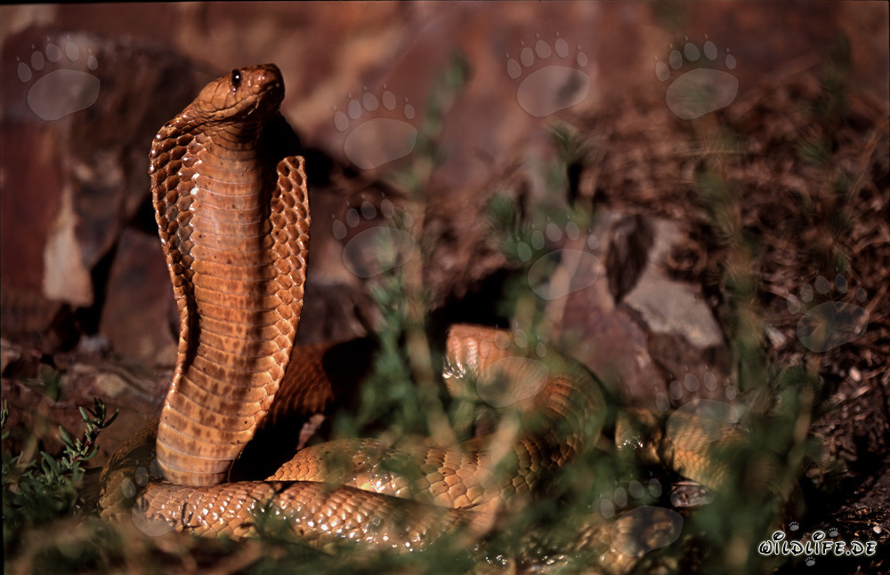 Cobra du Cap fascinante dans le Fynbos ensoleillé d'Overberg