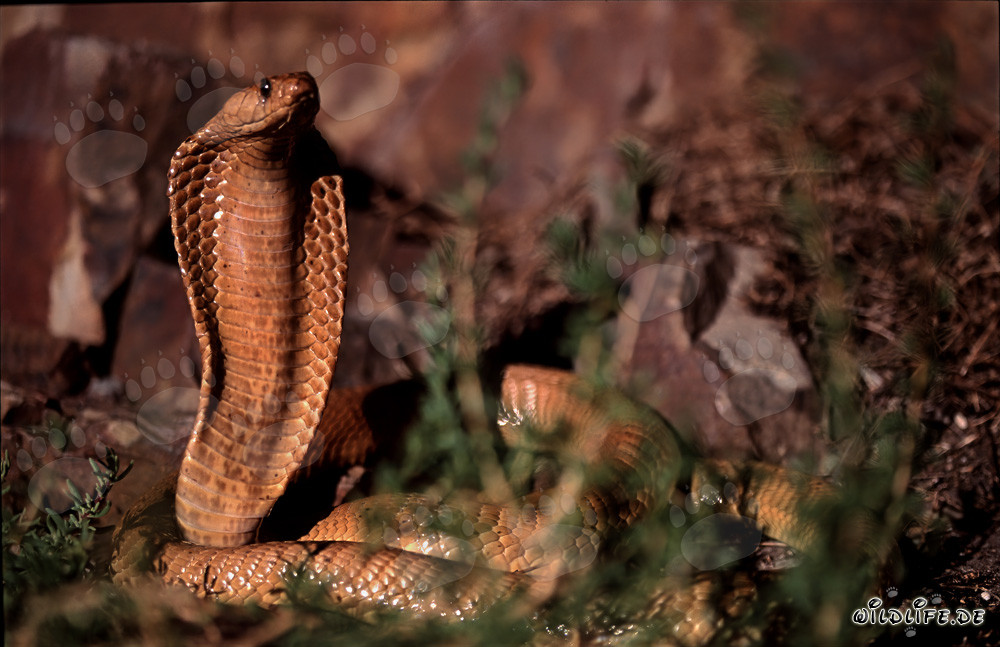 Faszinierend schöne Kapkobra im sonnigen Overberg Fynbos