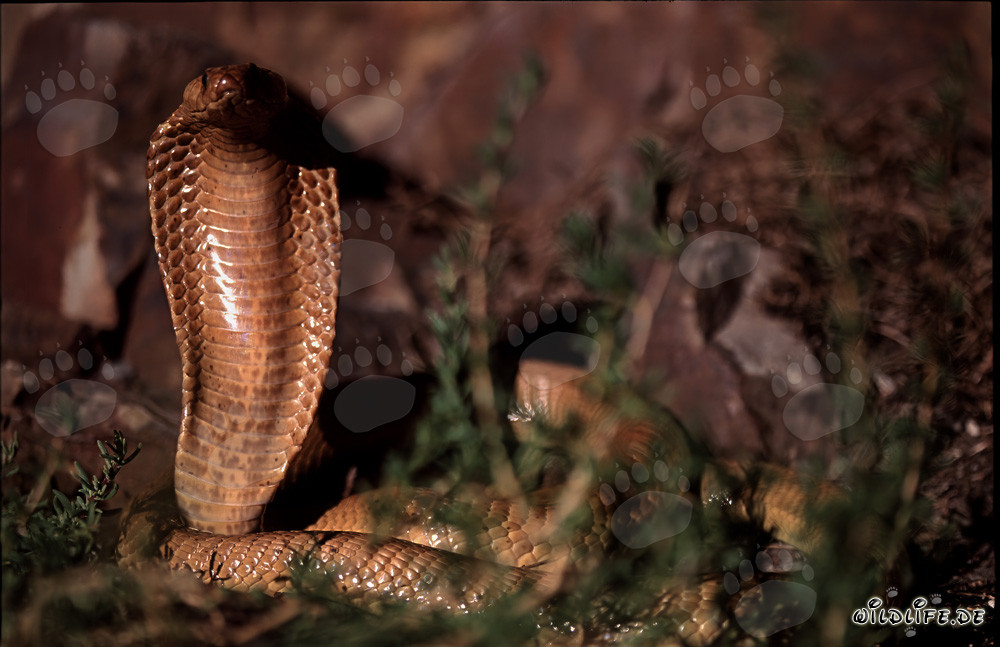 Fascinating Cape Cobra spotted in the Gansbaai Mountains