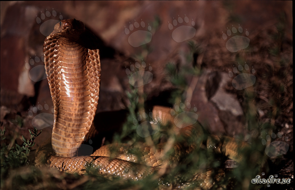 Fascinante descubrimiento de la cobra del Cabo en las montañas de Gansbaai