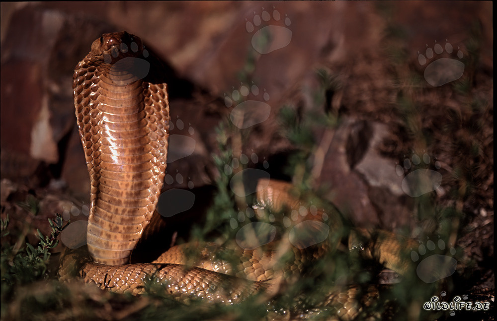 Découverte fascinante du cobra du Cap dans les montagnes de Gansbaai