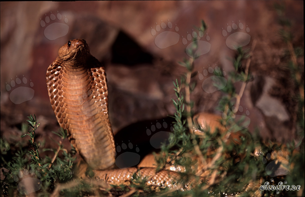 Fascinating Cape Cobra spotted in the Western Cape
