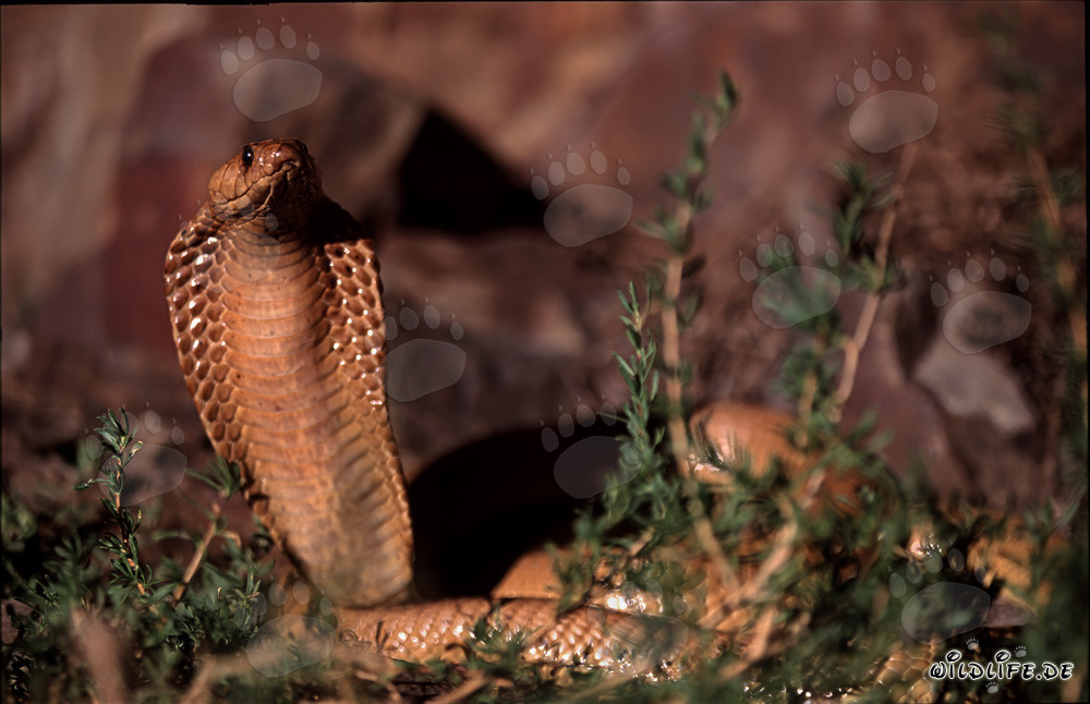 Fascinante descubrimiento de la cobra del Cabo Occidental