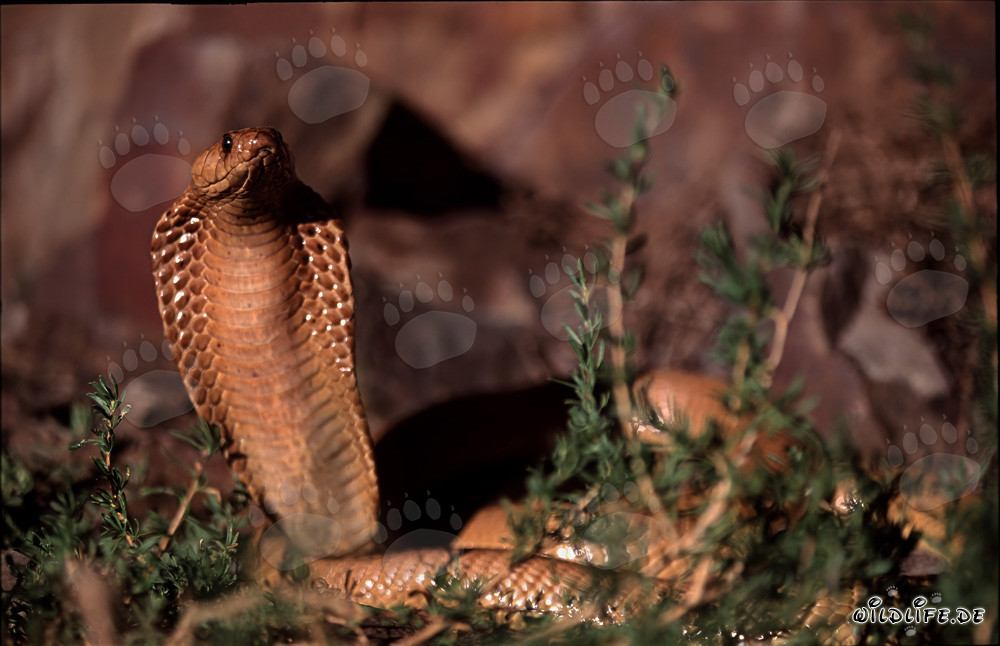 Découverte fascinante du cobra du Cap-Occidental