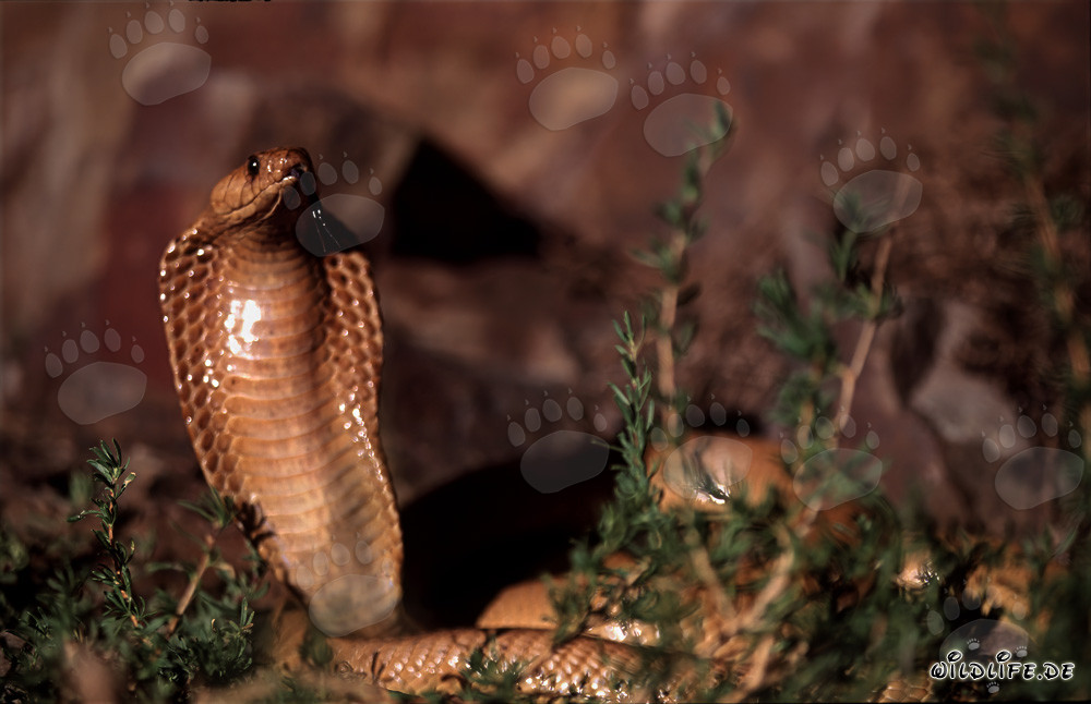 La Kapkobra muestra un comportamiento amenazante impresionante en las montañas de Gansbaai, Sudáfrica