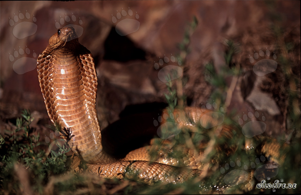 Fascinating Cape Cobra - Naja nivea