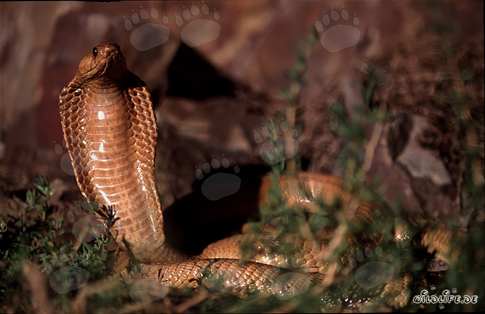 Cobra del Cabo fascinante - Naja nivea