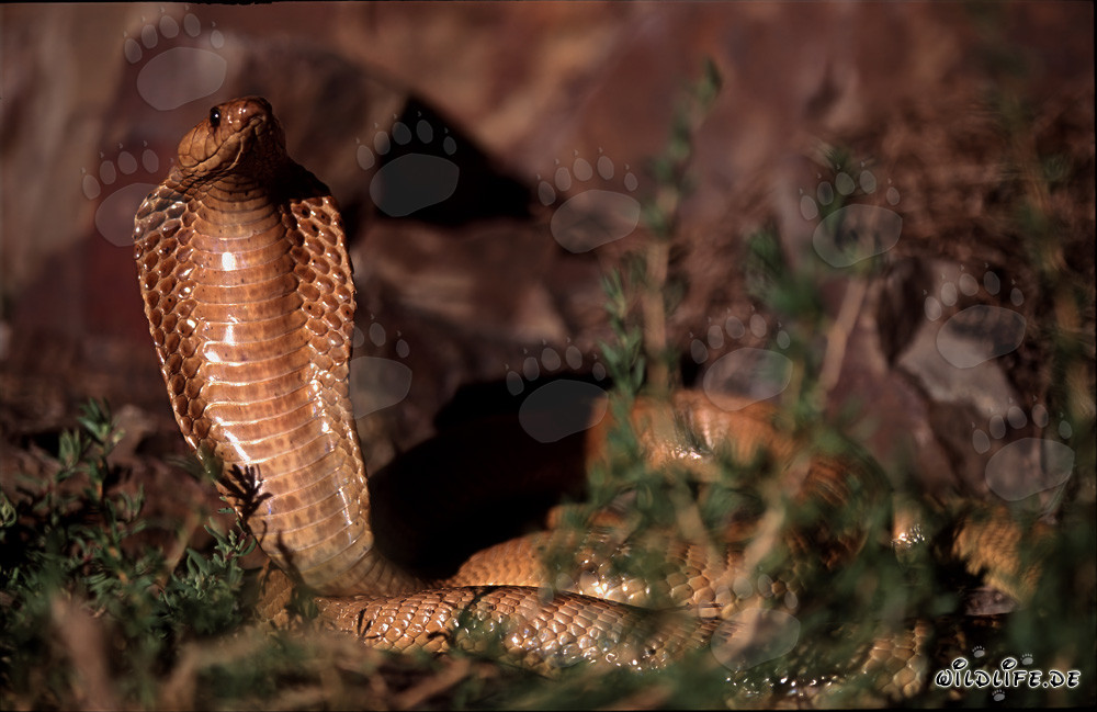 Fascinante Cobra del Capo - Naja nivea